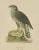1910s Northern Goshawk, 1917, Lithograph For Sale - Image 5 of 10