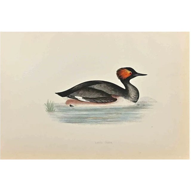 Eared Grebe is a modern artwork realized in 1870 by the British artist Alexander Francis Lydon (1836-1917). Woodcut print...