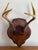 Please see condition details noted. Most items found at Pub & Oasis are vintage and antique in nature which we believe...