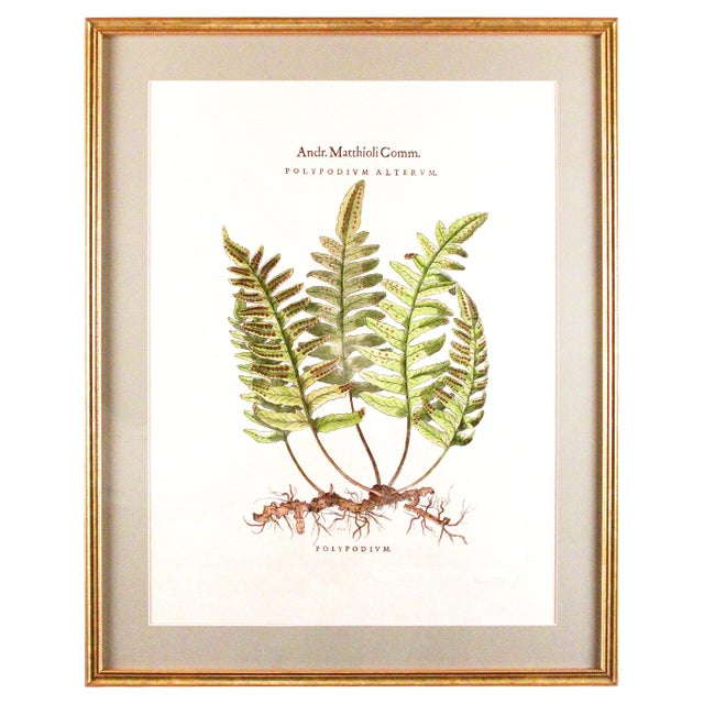 1990s Original Vintage Custom Botanical Fern Reproduction Print with Makers Stamp For Sale - Image 5 of 18