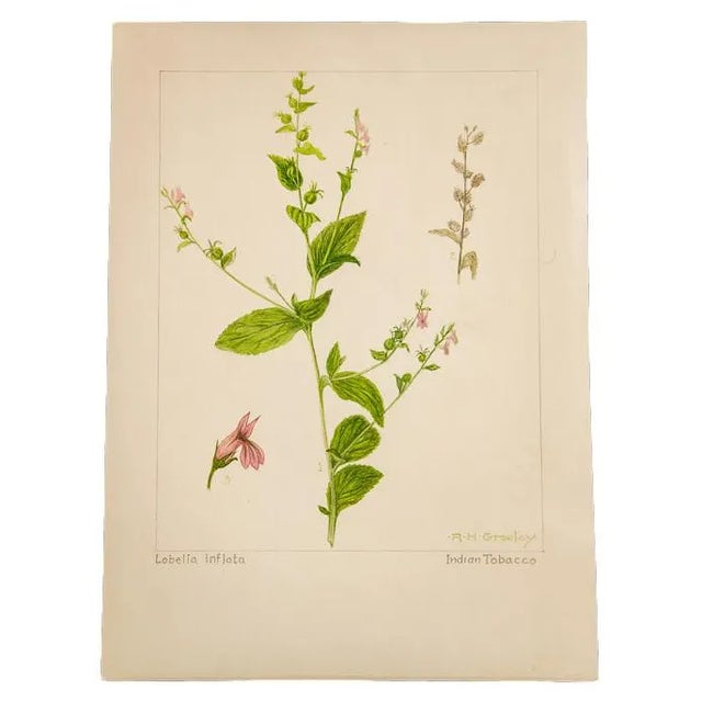 R.H. Greeley Indian Tobacco Botanical Watercolor For Sale