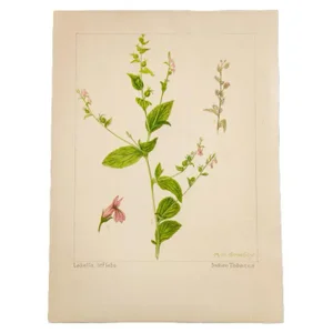 R.H. Greeley Indian Tobacco Botanical Watercolor