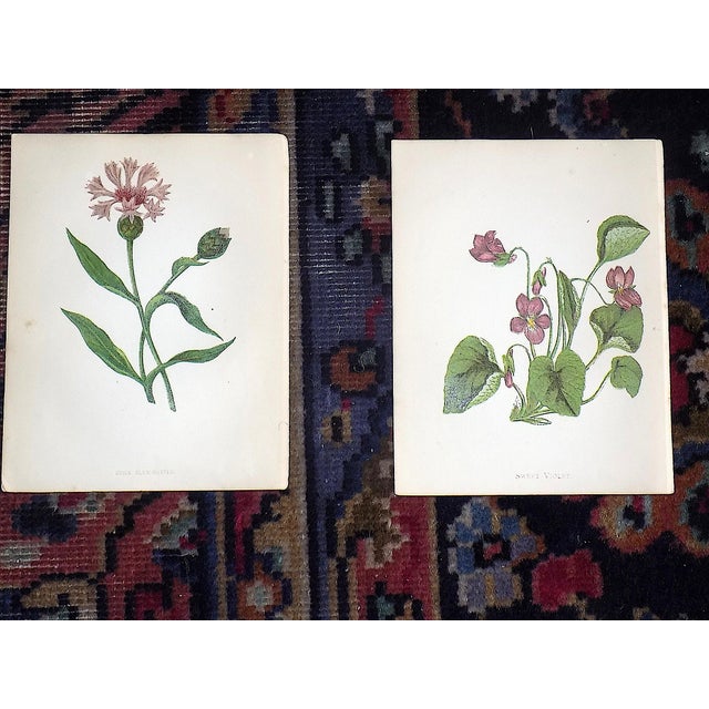 Printmaking Materials Antique 19th Century Anne Pratt Botanical Chromolithographs - Set of 12 For Sale - Image 7 of 10