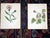 Printmaking Materials Authentic Antique 19th Century Anne Pratt Botanical Chromolithographs - Set of 12 For Sale - Image 7 of 10