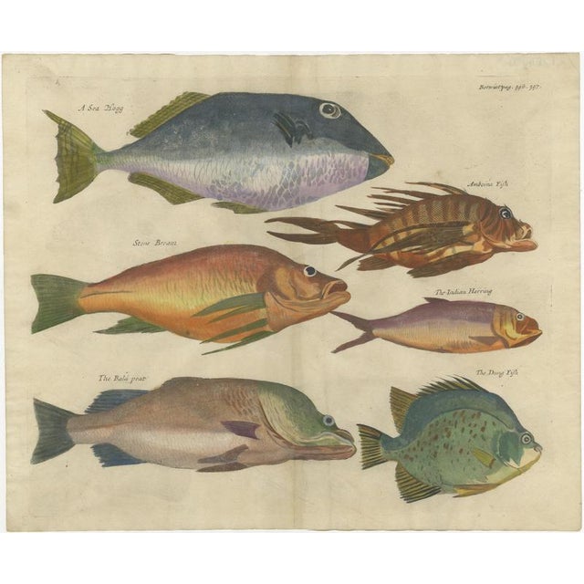 John Nieuhoff Exotic Fish Prints Set of Five Hand-Colored Engravings c1704 This rare and attractive group of five hand-...