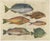 John Nieuhoff Exotic Fish Prints Set of Five Hand-Colored Engravings c1704 This rare and attractive group of five hand-...