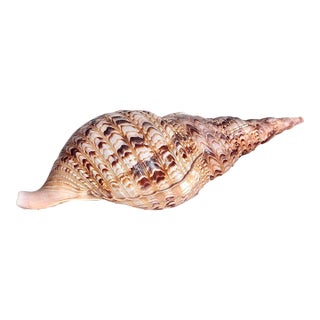 Mid 20th Century Rare 14” Giant Triton Trumpet Natural SeaShell For Sale