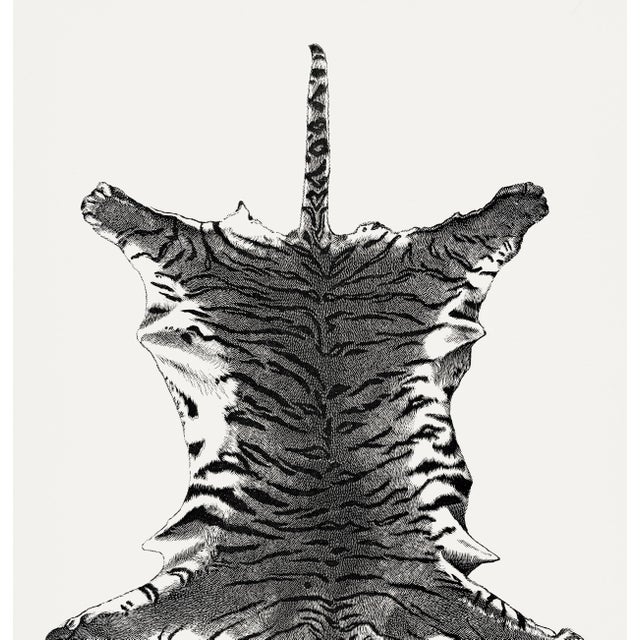 1900 - 1909 Fine Art Print of Vintage Tiger Animal Skin Illustration by Richard Lydekker. Animal Print For Sale - Image 5 of 6