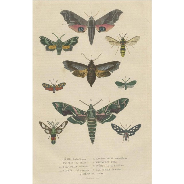 Paper Drapiez, Lepidoptera: Compendium of Moths and Butterflies, 1845, Print For Sale - Image 7 of 7