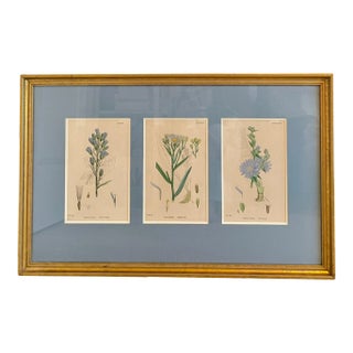 Triptych Antique English Botanical Prints by J Sowerby , 1863. Blue, Sow-Thistle, Seaside Astor, Wild Succory. Certificate of Authenticity. For Sale