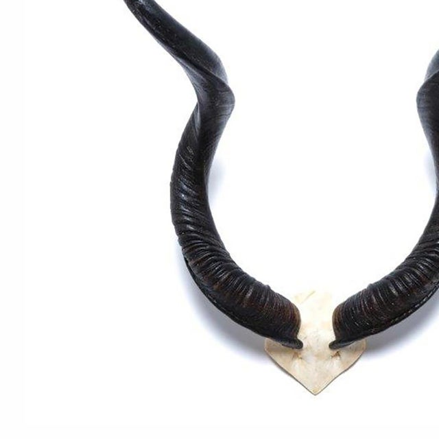 A naturally elegant accent for your collection, this sustainably sourced African kudu horn is cleaned and presented as a...