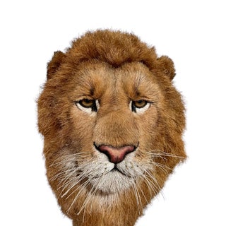 Anne Andersson, Lions Head Big Game Trophy Natural Sisal Fiber Sculpture Lion Anne Andersson Art, 2009 For Sale