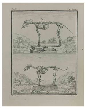 Jean Gullaume Moitte, Study of Bones, Etching, 1771
