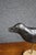 Early 20th Century Early 20th Century Carved Black Crow Folk Art Decoy on Wood Base For Sale - Image 5 of 12