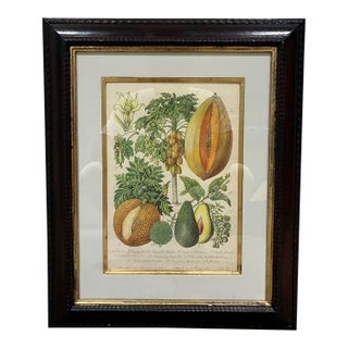 Trowbridge Framed Tropical Botanical Fruit Print – Papaya, Breadfruit & Avocado For Sale