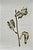 Set of 6 - One-of-a-Kind Dark Green & Cream Botanical Organic Modern Original Oil Paintings / Contemporary Herbarium / Floral / Earth Tones For Sale - Image 12 of 18