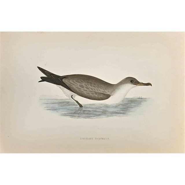 Cinereous Shearwater is a modern artwork realized in 1870 by the British artist Alexander Francis Lydon (1836-1917) ....