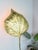Vintage Rhubarb Floor Lamp by Tommaso Barbi for Bottega Gadda, 1970 For Sale - Image 13 of 15