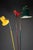 Mid-Century Modern Italian Red Green and Yellow Floor Lamp, 1950 For Sale - Image 4 of 18