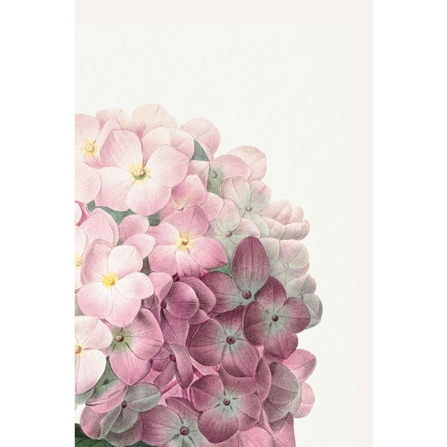 Illustration Hydrangea by Pierre-Joseph Redouté, Vintage Botanical Art Print, 12" X 16" For Sale - Image 3 of 7