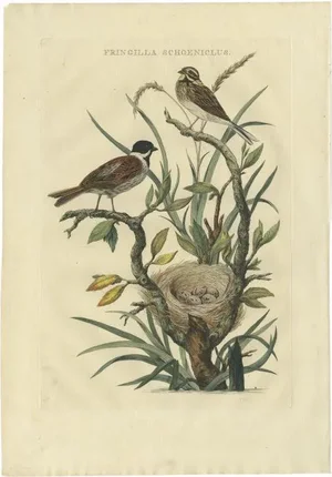 Sepp & Nozeman, Common Reed Bunting, 1770, Paper
