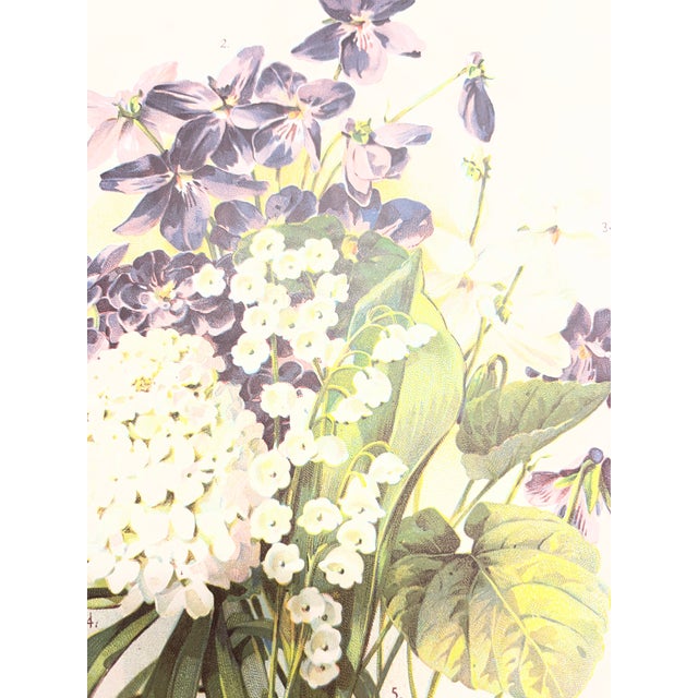 Pink Antique Botanical Phlox Print For Sale - Image 8 of 8