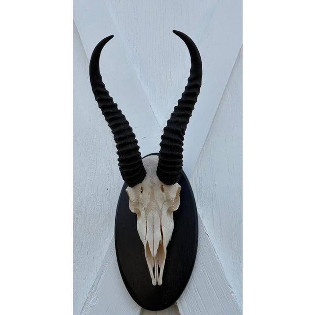 African African Springbok Antelope Skull Mount Taxidermy South Africa For Sale - Image 3 of 10
