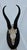 African African Springbok Antelope Skull Mount Taxidermy South Africa For Sale - Image 3 of 10