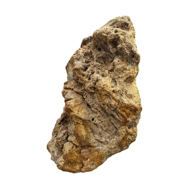 Contemporary Large Petrified Coral Sculpture by Xyleia Petrified Wood For Sale - Image 3 of 9