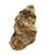 Contemporary Large Petrified Coral Sculpture by Xyleia Petrified Wood For Sale - Image 3 of 9