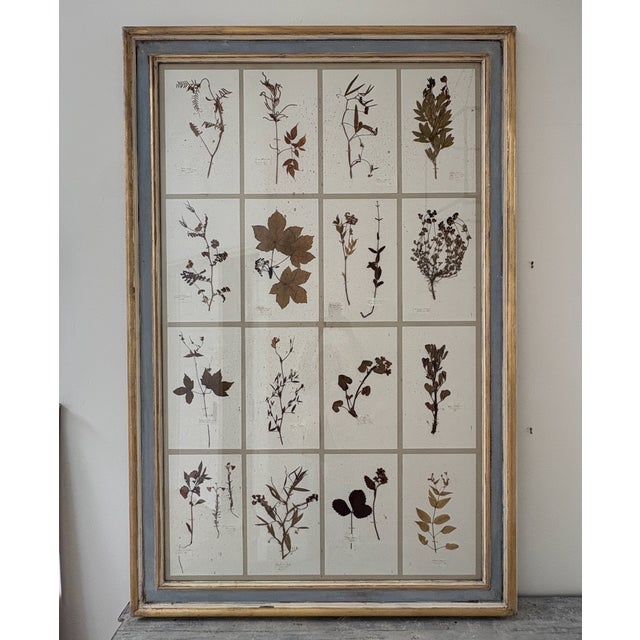 Large 19th Century French Mounted Botanical Herbiers For Sale - Image 9 of 16