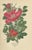 Edward Step, Roses Showcase, 1896, Prints, Set of 3 For Sale - Image 3 of 6