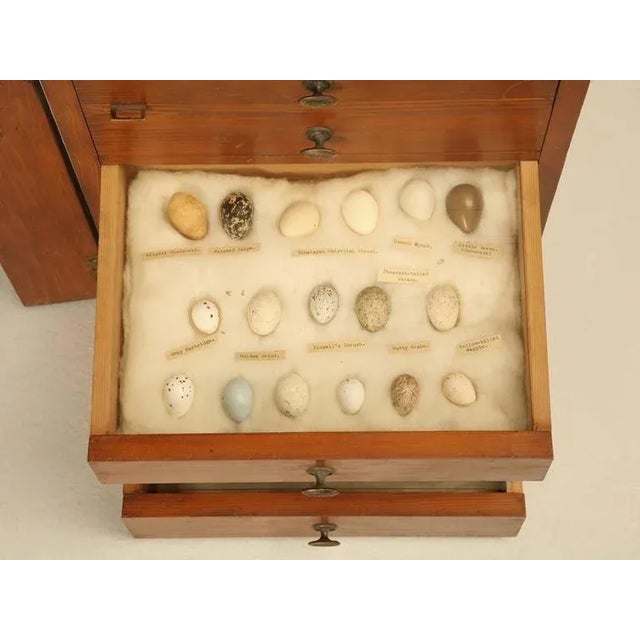 Brown 1930s Specimen Cabinet From England For Sale - Image 8 of 10