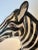 Traditional Black and White Glazed Terracotta Zebra Sculpture For Sale - Image 3 of 8