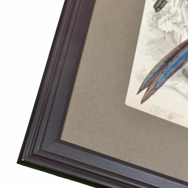 1835 Sapphire & Emerald Hummingbird Engraving | Framed With Archival Olive Mat For Sale - Image 4 of 9