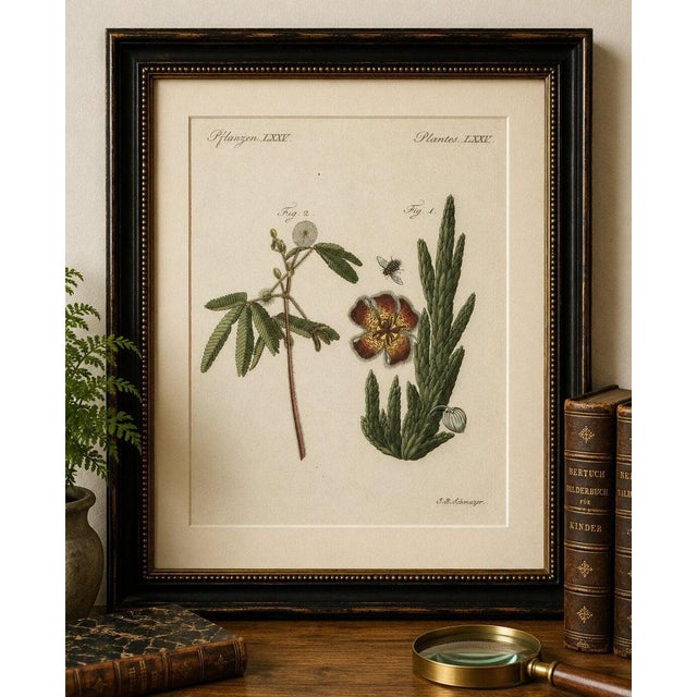 Original antique botanical print of carrion flower and mimosa by bertuch, 1805 original antique hand-colored copper...