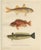 Red Mullet, Norway Redfish, and Greater Weever - Vibrant Fish Lithography, 1895 For Sale