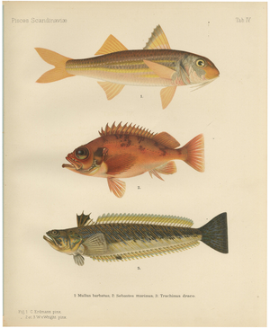 Red Mullet, Norway Redfish, and Greater Weever - Vibrant Fish Lithography, 1895
