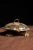 This mid century modern turtles features a handcrafted brass body with brass inlaid iridescent abalone shells, that serve...