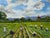1980s British 20th Century Landscape Oil Painting, Strawberry Pickers Harvesting in West Sussex South Downs For Sale - Image 5 of 18