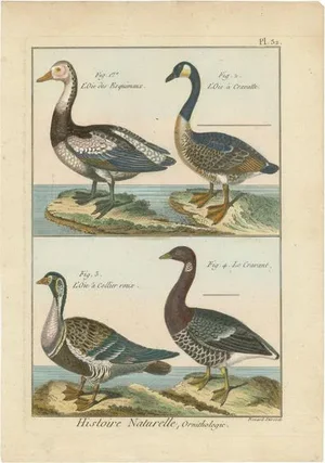 R. Bernard, Four Geese, 1792, Hand-Colored Copper Engraving