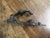 Victorian Iron Door Knocker For Sale - Image 5 of 8