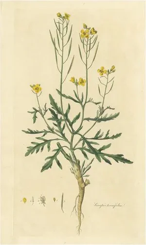 Curtis, Botany Illustration of Diplotaxis Tenuifolia, 1817, Print