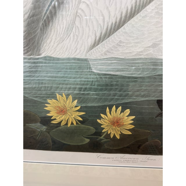 John James Audubon Birds of America Collection Common American Swan Original Print, Signed For Sale In San Francisco - Image 6 of 12