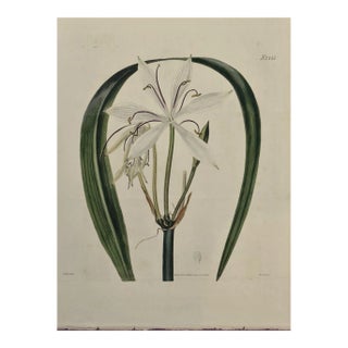 Flowering Crinum Plant: A 19th C. Hand-Colored Botanical Engraving by Curtis, 1822 For Sale