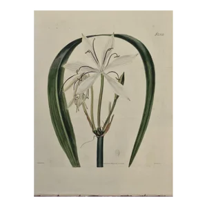 Flowering Crinum Plant: A 19th C. Hand-Colored Botanical Engraving by Curtis, 1822