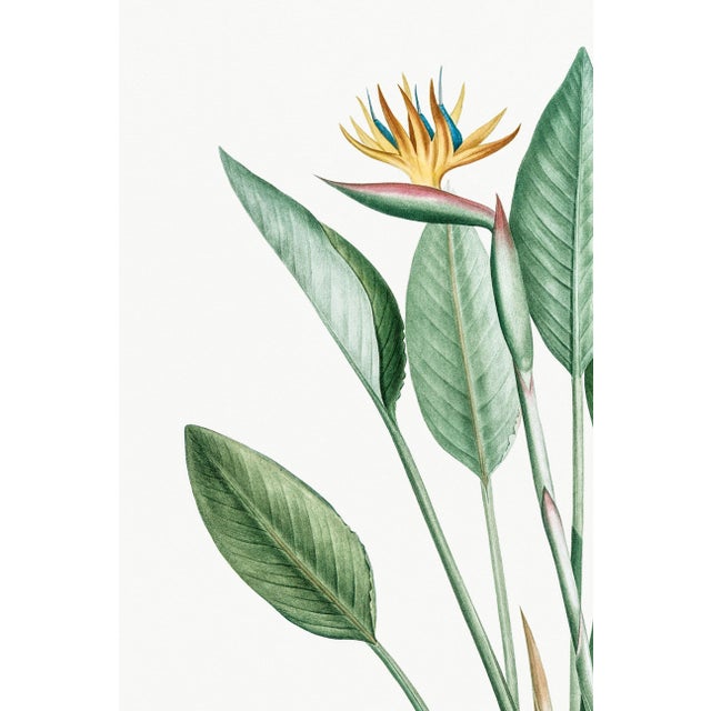 Green Bird of Paradise Illustration, Vintage Botanical Art Print Reproduction, 40" X 60" For Sale - Image 8 of 11