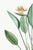 Green Bird of Paradise Illustration, Vintage Botanical Art Print Reproduction, 40" X 60" For Sale - Image 8 of 11