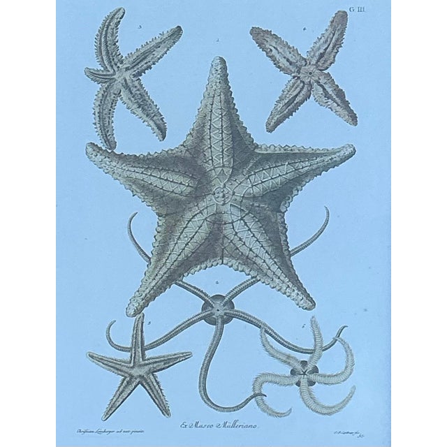 Vintage John Richard Starfish Prints - Set of 2 For Sale - Image 12 of 12