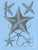 Vintage John Richard Starfish Prints - Set of 2 For Sale - Image 12 of 12